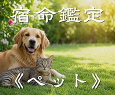 大切なペットの本音とあなたへの想いを読み解きます イメージ1