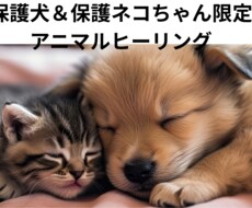 保護犬保護ネコちゃん限定アニマルヒーリング致します 心のトラウマにそっと寄り添うエネルギーワーク