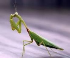 子ども向けのカマキリ教室でカメキリの魅力を教えます イメージ1