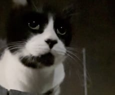 ペットちゃんについて【詳しく】占います ペットちゃんの気持ちや性格、接し方など。犬、猫、その他可