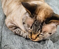 ５日間あなたの悩みを全て受け止めます イメージ1