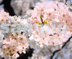 あなたの写真をイラスト風にします！