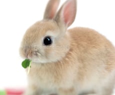 子育て相談、アドバイスで笑顔にします イメージ1