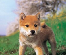 ペット(犬)のお悩み、しつけ相談のります イメージ1