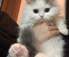 あなたの話し相手になります イメージ1