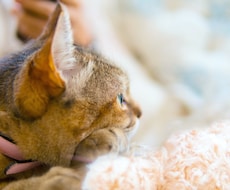猫ちゃん画像　3枚組　販売します イメージ1