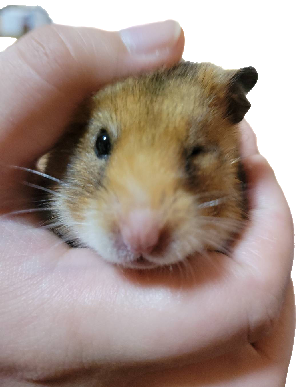 心のよりどころになります イメージ1