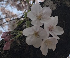 子育てのお話聴きます 保育士です。ベビーシッター資格もあり。是非お話聴かせて下さい