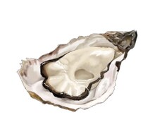 食べ物のイラスト描きます イメージ1