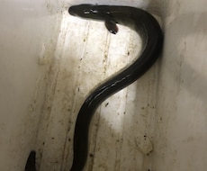 天然うなぎの釣り方教えます イメージ1