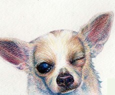愛犬好きのあなたの為に色鉛筆画を描きます 愛犬をシュールにかわいい色鉛筆画します。
