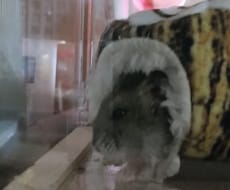 ペット相談のります イメージ1