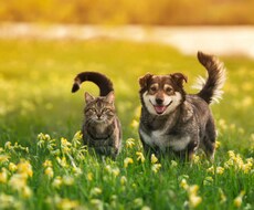動物（犬や猫）の使命をお伝えします イメージ1