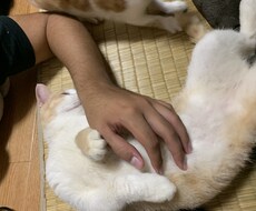 猫の懐かせ方教えます イメージ1