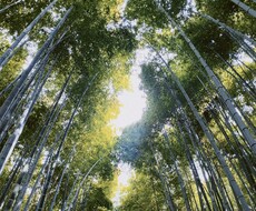 気になる事占います イメージ1