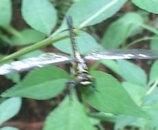 昆虫の採り方、見つけ方教えます イメージ1