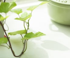 あなたの恋のお悩みの処方箋出します イメージ1