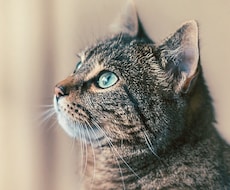 生きもの談話をします ご自宅の動物と楽しく談話して関係を見直すきっかけに