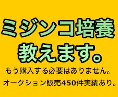 タマミジンコ培養方法教えます イメージ1