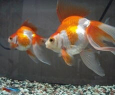 アクアリウム初心者向けアドバイスできます お魚飼育について悩んだらぜひお気軽に！