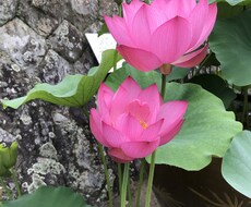 女性住宅展示場ADが有効な見学の仕方を教えます イメージ1