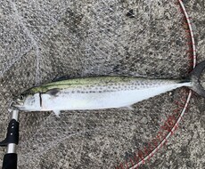 釣り歴7年が海の釣テク教えます イメージ1