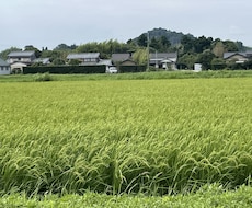 現役農薬メーカーが農作物のお困り事解決します イメージ1