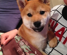 初めて犬を飼い始めた皆さん！ワンちゃんに様々な恩恵をもたらす「ラブ♡ハンド」を紹介します♫ イメージ1