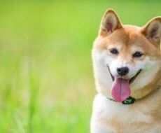 問題行動のあるワンちゃん プロがご相談にのります イメージ1