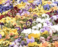 聞かせておはなし。どんな話でもうかがいます イメージ1