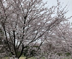 高校・大学受験に関する相談に乗ります イメージ1