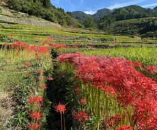 句会・コンクール応募前の添削を承ります イメージ1
