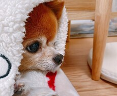 言えないこと、聞きます イメージ1
