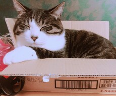 深夜にあなたとお話しします イメージ1