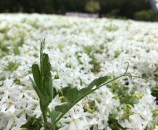 既婚の方、未婚の方、恋愛の悩み相談にのります イメージ1