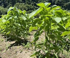 農薬等を使わない農法のご相談を承ります イメージ1