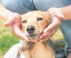 犬【SNS掲載なし】わんちゃんのお写真撮影します 何気ない毎日を、かけがえのないキヲクに。