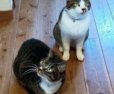 獣医があなたのお家でペットシッターをします イメージ1