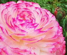 印象に残る季節の草花の写真を提供します イメージ1