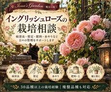 イングリッシュローズの栽培相談を承ります イメージ1