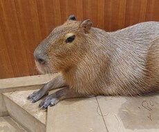なんでも話し聞きます イメージ1