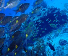 ダイビングで撮った水中写真を提供します イメージ1