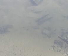大阪でナマズがいる場所教えます イメージ1