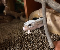 初心者向けトカゲの飼い方・触れ合い方を教えます イメージ1