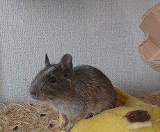 生き物の相談にのります イメージ1