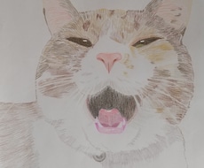 あなたのペットのイラストを色鉛筆で描きます イメージ1