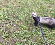 現役スタッフが小動物の飼い方用品について教えます イメージ1