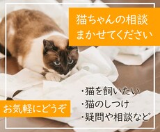 猫ちゃんに関する相談にのります 猫を飼いたい！という方、猫がするしぐさへの疑問や相談など