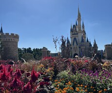 ディズニーへ行く前の事前相談のります ディズニーへ行く前にお困り事があればお助けします！