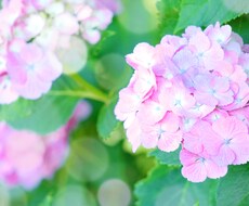 リピーター様専用＊リアルミー×アカシックします リピーター様はこちらのページから、お得にご利用いただけます♡